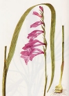 Gladiolus palustris"